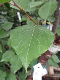Attēlu rezultāti vaicājumam “Prunus armeniaca leaf”