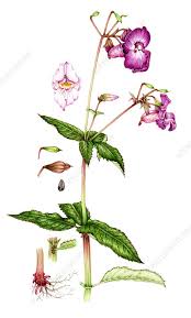 Attēlu rezultāti vaicājumam “Impatiens glandulifera fruit”