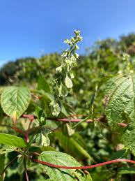 Attēlu rezultāti vaicājumam “Fallopia dumetorum”