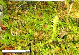 Attēlu rezultāti vaicājumam “Jungermannia leiantha”