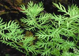 Attēlu rezultāti vaicājumam “Hottonia palustris leaf”