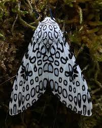 Attēlu rezultāti vaicājumam “Scardia boletella exuvia”