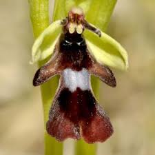 Attēlu rezultāti vaicājumam “Ophrys insectifera flower”