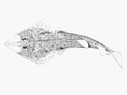 Image result for Acroteriobatus annulatus