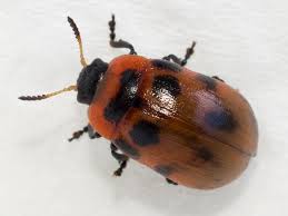 Attēlu rezultāti vaicājumam “Gonioctena viminalis”