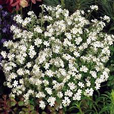 Image result for Myosotis sylvatica