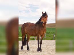 Image result for chestnut friesian