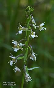 Attēlu rezultāti vaicājumam “Epipactis palustris”