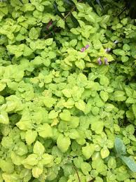 Attēlu rezultāti vaicājumam “Lamium maculatum”