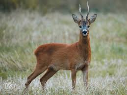 Attēlu rezultāti vaicājumam “Erithacus rubecula juvenile”