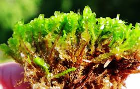 Attēlu rezultāti vaicājumam “Jungermannia leiantha sporophyte”