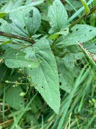 Attēlu rezultāti vaicājumam “Scrophularia nodosa”