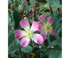 Attēlu rezultāti vaicājumam “Rosa subcanina leaf”