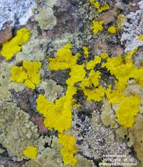 Attēlu rezultāti vaicājumam “Chrysothrix candelaris”