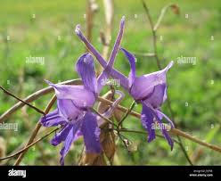 Image result for Consolida ajacis oder Consolida regalis