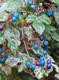 Attēlu rezultāti vaicājumam “Ampelopsis glandulosa var. brevipedunculata”