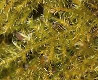 Attēlu rezultāti vaicājumam “Campylium stellatum”