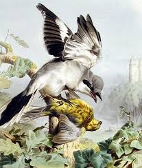 Attēlu rezultāti vaicājumam “Lanius excubitor adult”