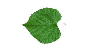 Attēlu rezultāti vaicājumam “Tilia cordata leaf”