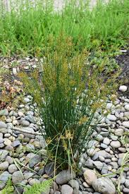 Attēlu rezultāti vaicājumam “Juncus effusus”