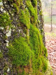 Attēlu rezultāti vaicājumam “Dicranum viride”