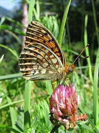 Attēlu rezultāti vaicājumam “Argynnis niobe underside”
