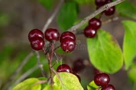 Attēlu rezultāti vaicājumam “Lonicera xylosteum leaf”