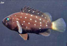 Image result for Hyporthodus niveatus