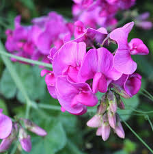 Attēlu rezultāti vaicājumam “Lathyrus latifolius fruit”