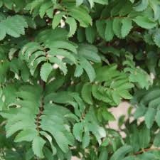 Attēlu rezultāti vaicājumam “Sorbus aucuparia leaf”