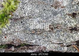 Attēlu rezultāti vaicājumam “Graphis scripta”