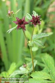 Attēlu rezultāti vaicājumam “Comarum palustre flower”