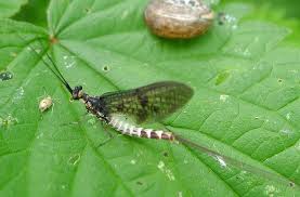 Attēlu rezultāti vaicājumam “Ephemera sp.”