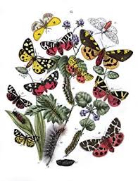 Attēlu rezultāti vaicājumam “Arctiidae”