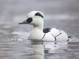 Attēlu rezultāti vaicājumam “Mergus albellus”