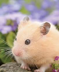 Afbeeldingsresultaat voor hamsters