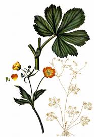 Attēlu rezultāti vaicājumam “Ranunculus lanuginosus flower”