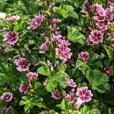 Image result for Malva sylvestris 'Zebrina'