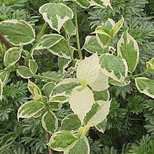 Attēlu rezultāti vaicājumam “Philadelphus coronarius leaf”