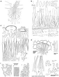 Attēlu rezultāti vaicājumam “Exobasidiales”