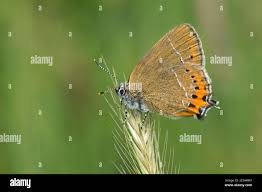 Attēlu rezultāti vaicājumam “Satyrium pruni underside”