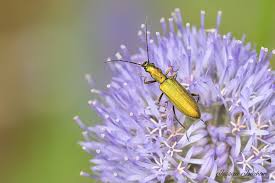 Attēlu rezultāti vaicājumam “Chrysanthia viridissima”
