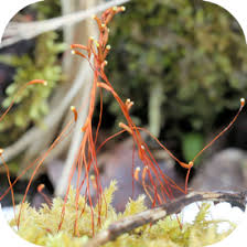 Attēlu rezultāti vaicājumam “Callicladium haldanianum sporophyte”