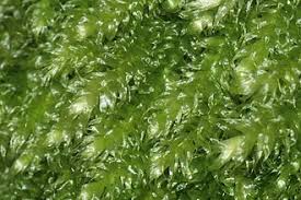 Attēlu rezultāti vaicājumam “Herzogiella seligeri”