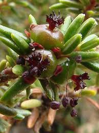 Attēlu rezultāti vaicājumam “Empetrum nigrum flower”