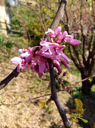 Attēlu rezultāti vaicājumam “Cercis siliquastrum”