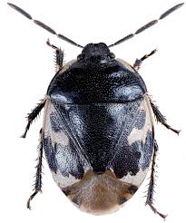 Attēlu rezultāti vaicājumam “Tritomegas bicolor imago”