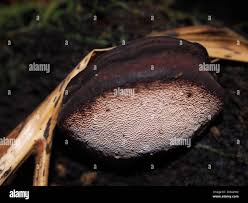 Attēlu rezultāti vaicājumam “Fomitopsis rosea”