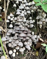 Attēlu rezultāti vaicājumam “Coprinus disseminatus”