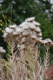 Image result for Ptilostemon afer